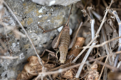 Pholidoptera pustulipes