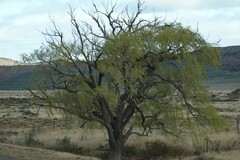 Salix babylonica