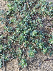 Polygonum arenastrum