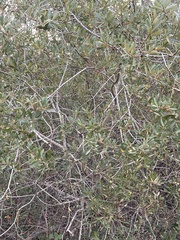 Salix lasiolepis