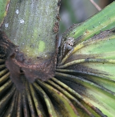 Hentzia