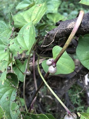 Dioscorea polystachya