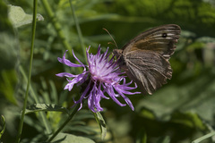 Satyrinae