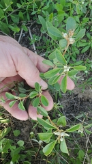 Croton argyranthemus