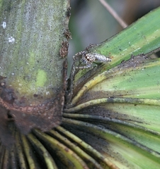 Hentzia