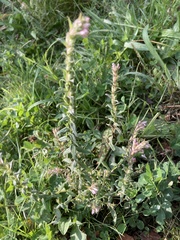 Odontites vernus