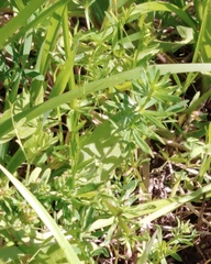 Galium verum