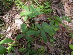 Potentilla alba