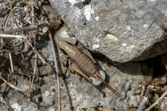 Pholidoptera pustulipes
