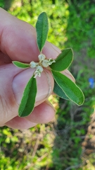 Croton argyranthemus