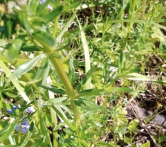 Galium verum