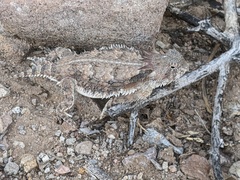 Phrynosoma solare