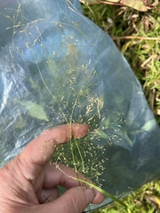 Agrostis perennans