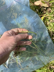 Agrostis perennans