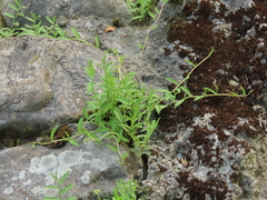 Lobelia chinensis