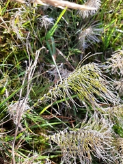 Equisetum arvense