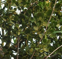 Phoradendron macrophyllum