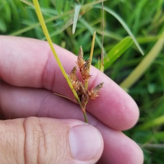 Fimbristylis