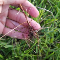 Fimbristylis