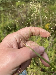 Agrostis perennans