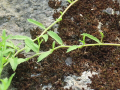 Lobelia chinensis
