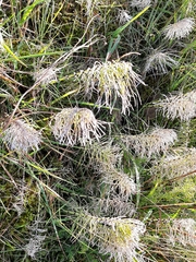 Equisetum arvense