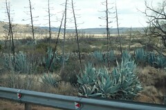 Agave americana