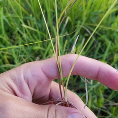 Fimbristylis