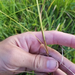 Fimbristylis