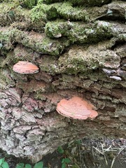 Ganoderma applanatum