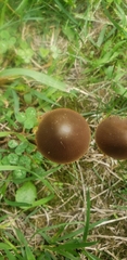 Parasola conopilea