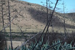 Agave americana