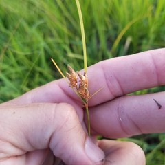 Fimbristylis
