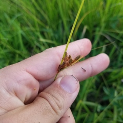 Fimbristylis
