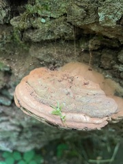 Ganoderma applanatum