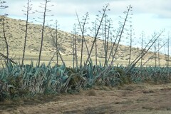 Agave americana