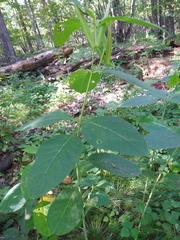 Asclepias exaltata