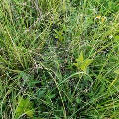 Eragrostis elliottii