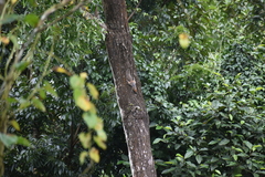 Funambulus tristriatus