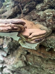 Ganoderma applanatum
