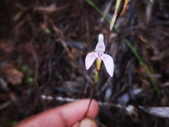 Disa bifida