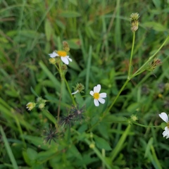 Bidens alba