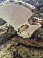 Ganoderma applanatum