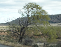 Salix babylonica