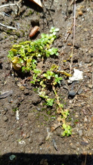 Callitriche stagnalis