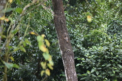 Funambulus tristriatus