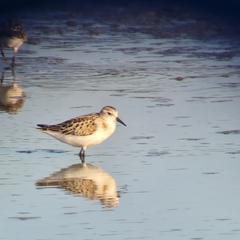 Calidris minuta
