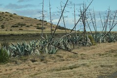 Agave americana