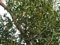 Phoradendron macrophyllum