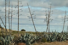 Agave americana